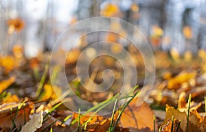 Abstract autumn blurred background with fallen leaves. Defocus, copy space