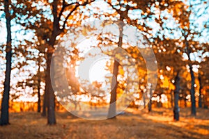 Abstract Autumn Blurred Forest Background. Bokeh, Boke Woods Wit