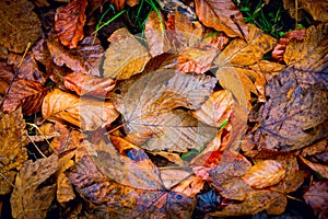 Abstract autumn leafage cover