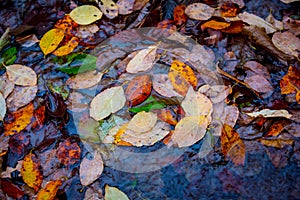Abstract autumn leafage on water surface
