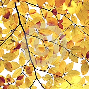 Abstract autumn leaves background