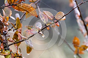 Abstract autumn leaves dew and spider webs