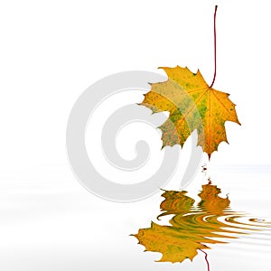 Abstract Autumn Maple Leaf