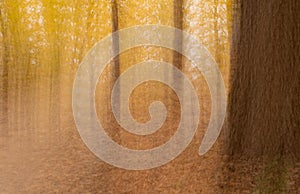 Abstract autumn multi exposure background with soft focus