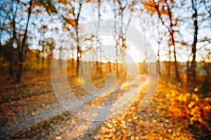 Abstract Autumn Natural Blurred Forest Road Background. Bokeh, B