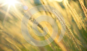 Abstract autumn nature background Autumn Wild meadow at sunset. Macro image, shallow depth of field