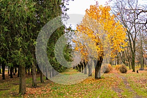 Abstract autumn seasonal background for weather forecast with selective focus and copy space