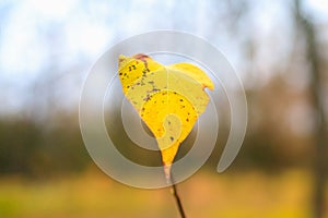 Abstract autumn seasonal background for weather forecast with selective focus and copy space