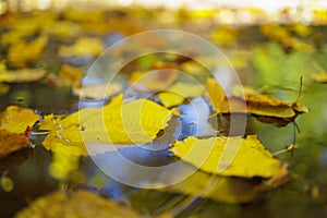 Abstract autumn seasonal background for weather forecast with selective focus and copy space