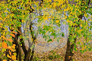 Abstract autumn seasonal background for weather forecast with selective focus and copy space