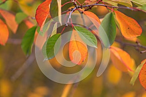 Abstract autumn seasonal background for weather forecast with selective focus and copy space