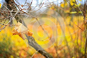 Abstract autumn seasonal background for weather forecast with selective focus and copy space
