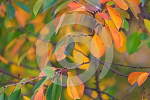 Abstract autumn seasonal background for weather forecast with selective focus and copy space