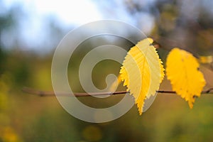 Abstract autumn seasonal background for weather forecast with selective focus and copy space