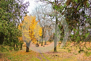 Abstract autumn seasonal background for weather forecast with selective focus and copy space