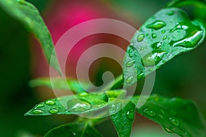 Abstract autumn view of colorful leaves with rain droplets.