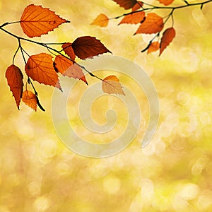 Abstract autumnal backgrounds