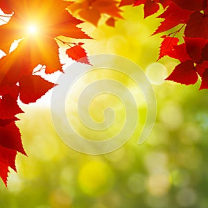 Abstract autumnal backgrounds