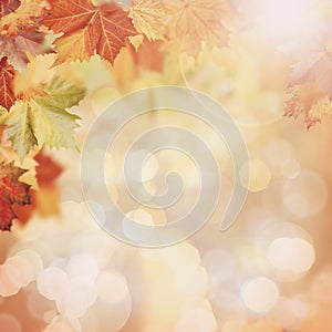 Abstract autumnal backgrounds