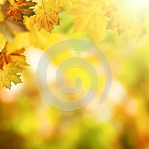 Abstract autumnal backgrounds