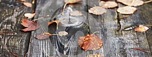 Abstract autumnal backgrounds. Autumn leaves over old wooden background. Fallen leaf on wood at the lake. Late Autumn time. Banner