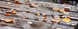 Abstract autumnal backgrounds. Autumn leaves over old wooden background. Fallen leaf on wood at the lake. Late Autumn time. Banner