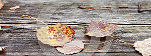 Abstract autumnal backgrounds. Autumn leaves over old wooden background. Fallen leaf on wood at the lake. Late Autumn time. Banner