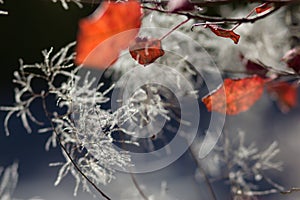 Abstract autumnal backgrounds wit foliage