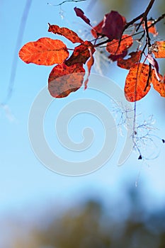 Abstract autumnal backgrounds wit foliage