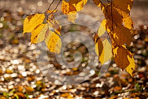 Abstract autumnal backgrounds for your design