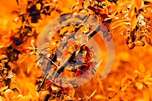 Abstract autumnal backgrounds for your design. Branch and foliage in autumn