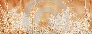 Abstract autumnal backgrounds for your design. Close up dry autumn grass in sunset sunrise sunlight. Autumn nature background with