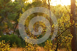 abstract autumnal dreamy image of forest at sunset light