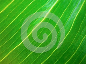 Abstract bacground of glowing diagonal lines, natural green leaf