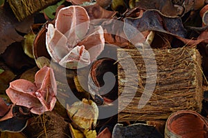 Abstract background with aromatic dried flowers, plant parts and coconut coir. Macro photo for wallpaper or textures