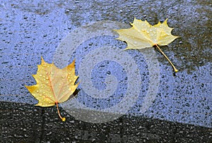 Abstract background. Autumn leaves and drops of a rain on the ca