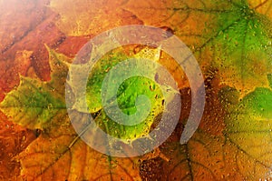 abstract background of autumn leaves in the rain