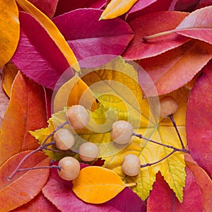 Abstract background of autumn leaves. Autumn background.