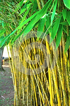 Abstract background with bamboo leaves