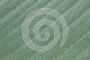 Abstract background of banana leaf texture blur