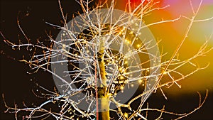 Abstract background with bare tree decorated with CHristmas lights at night. COlor toning and lens flare glow. Vintage