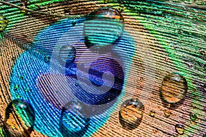 Abstract background of beautiful bird peacock feather with water drops