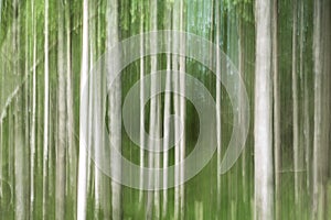 Abstract Background Birch forest