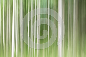 Abstract Background Birch forest