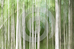 Abstract Background Birch forest