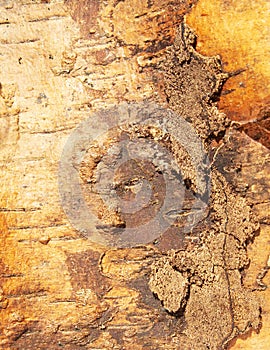 Abstract background of birch spring bark.