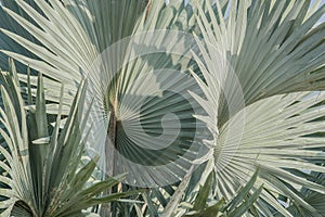 Abstract background of Bismarck palm leaf.