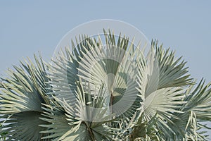 Abstract background of Bismarck palm leaf.