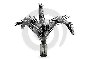 Abstract background of black painted cycad leaves