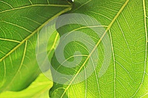 Abstract background of Bodhi or Peepal Leaf